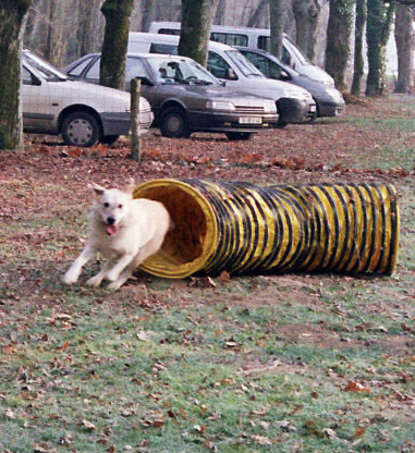 agility
