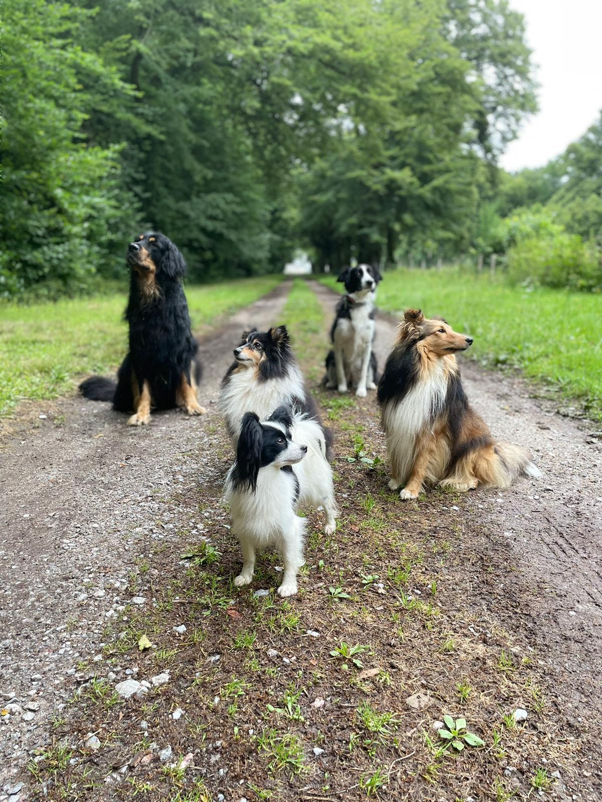 Chiens alle e parc